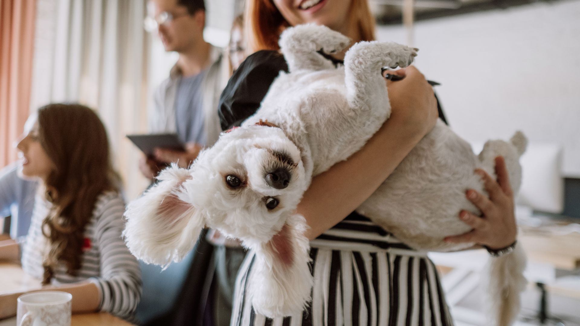 bauzaar sconto cuccia per cani e gatti