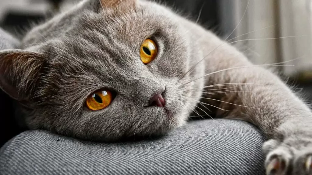 Whiskas Zooplus